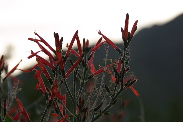 Justicia californica
