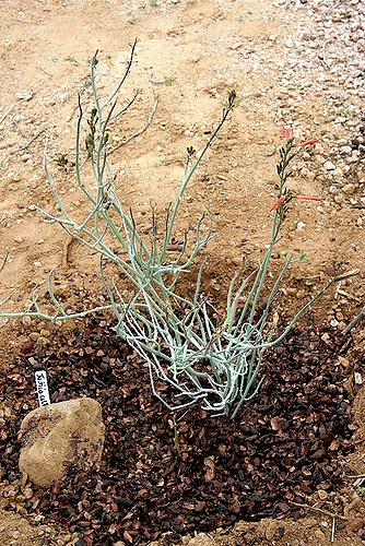 Justicia californica