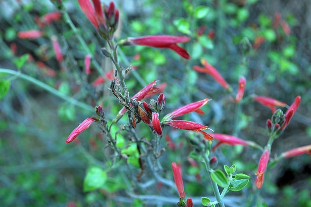 Justicia californica