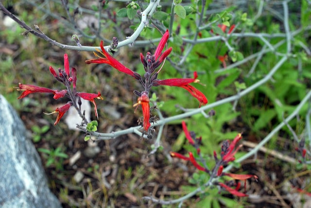 Justicia californica