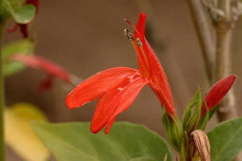 Justicia candicans (Justicia candicans)