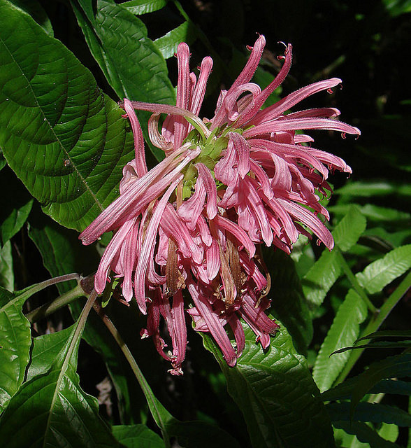 Plume brésilienne (Justicia carnea)