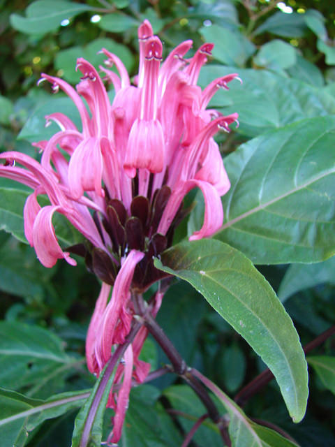 Plume brésilienne