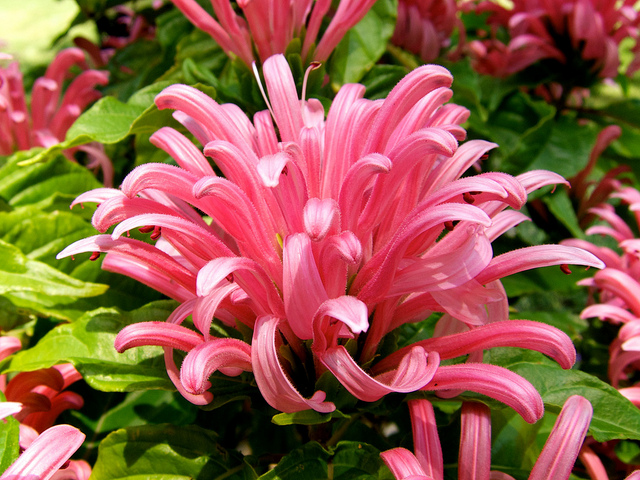 Plume brésilienne