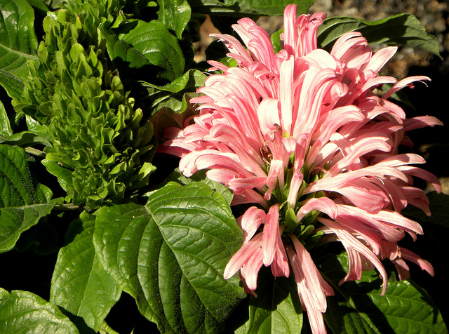 Plume brésilienne
