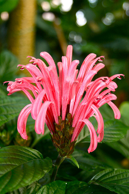 Plume brésilienne