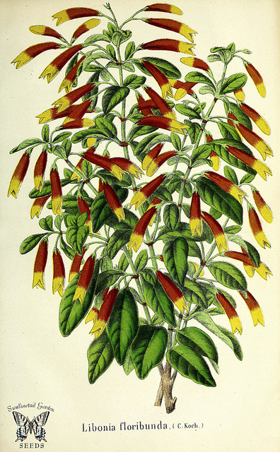 Justicia (Justicia floribunda)