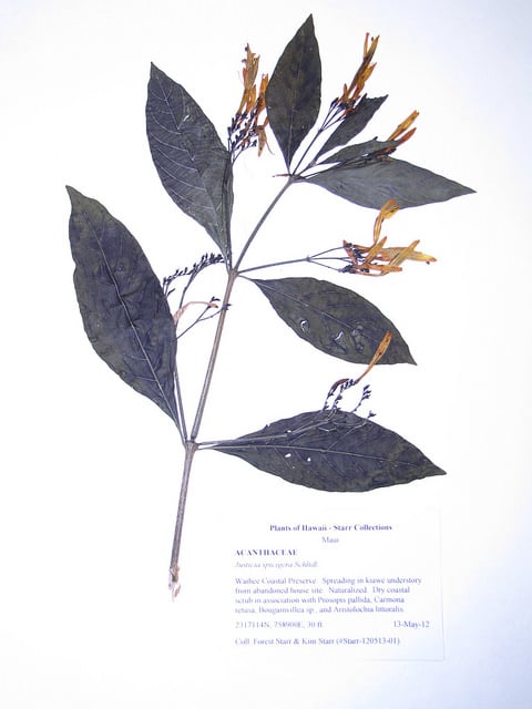 Justicia spicigera
