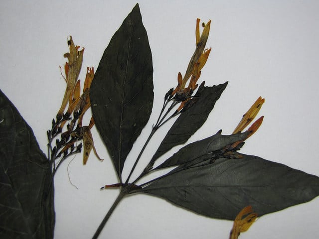Justicia spicigera