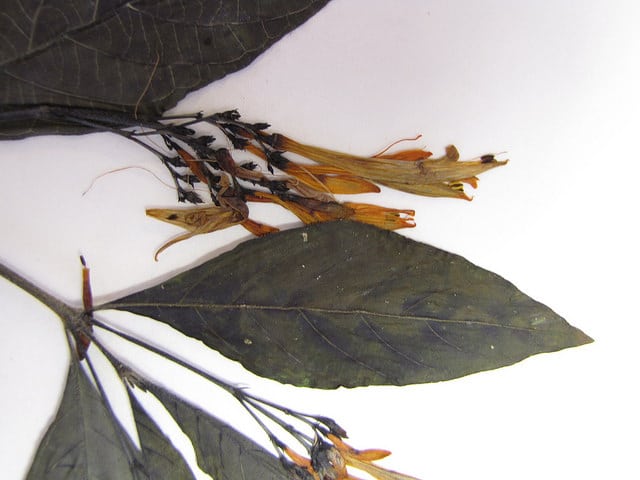 Justicia spicigera