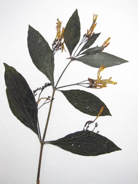 Justicia spicigera