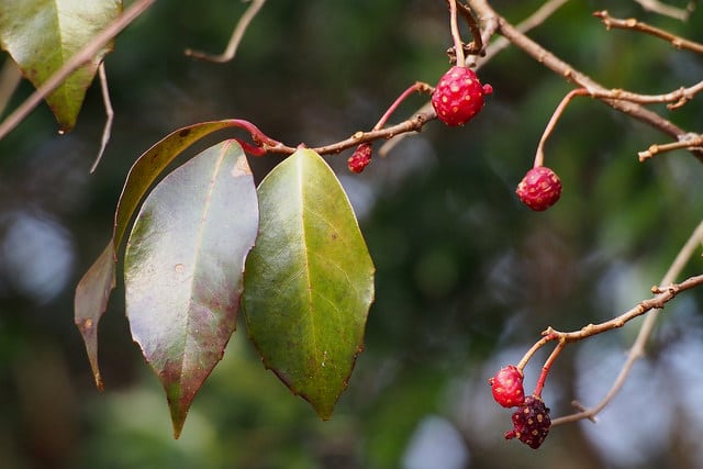 Kadsura japonica