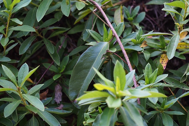 Kadsura japonica