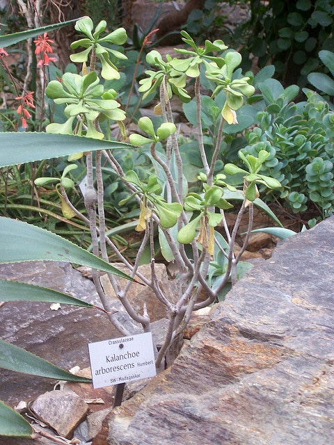 Kalanchoe arborescens