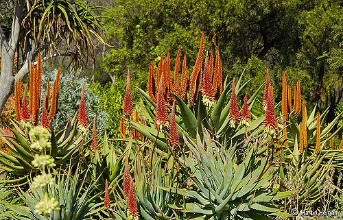 Kalanchoe arborescens