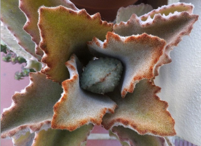 Kalanchoe beharensis
