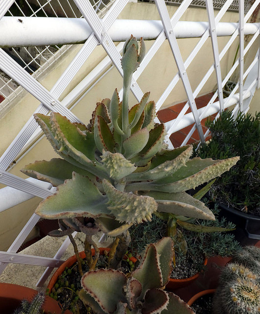 Kalanchoe beharensis