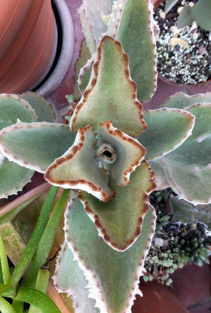 Kalanchoe beharensis