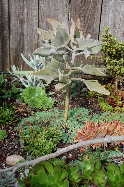 Kalanchoe beharensis