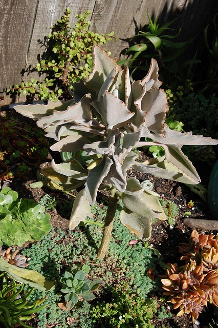 Kalanchoe beharensis