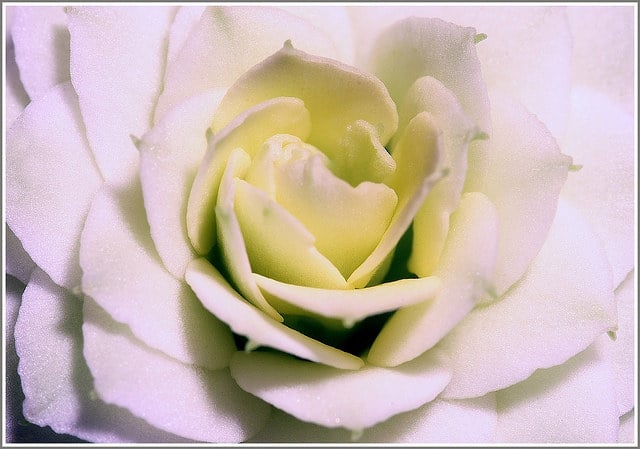 Kalanchoé de blossfeld