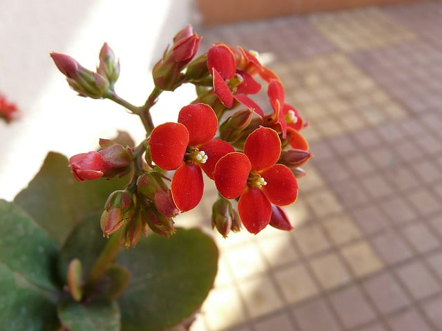 Kalanchoé de blossfeld