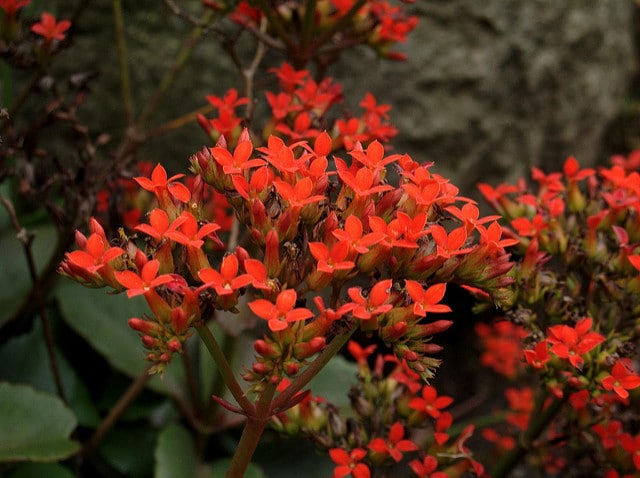 Kalanchoé de blossfeld