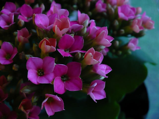 Kalanchoé de blossfeld