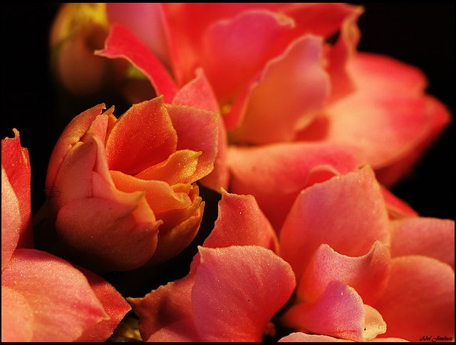 Kalanchoé de blossfeld (Kalanchoe blossfeldiana)