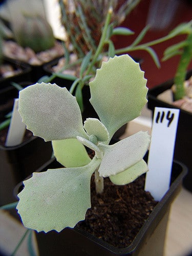 Kalanchoe millotii