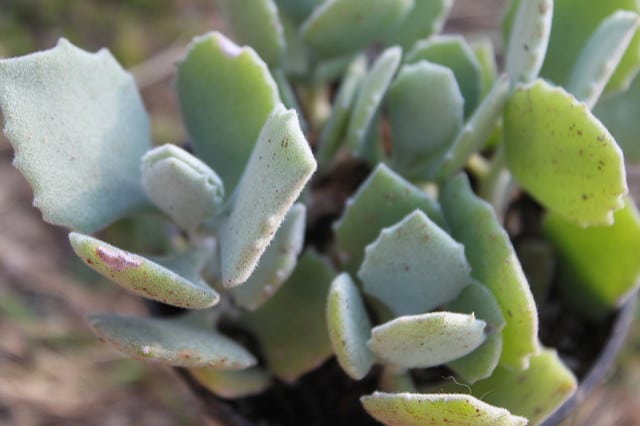 Kalanchoe millotii