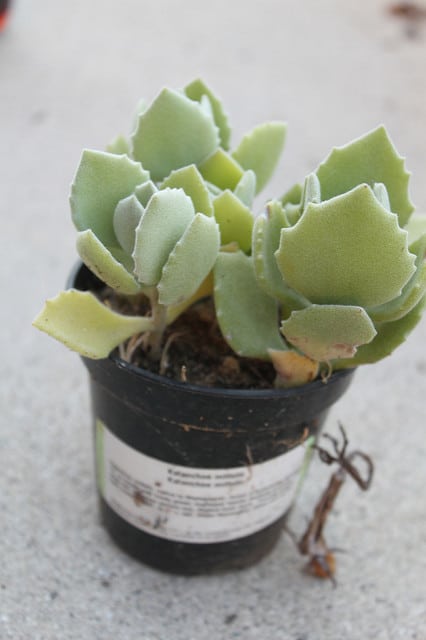 Kalanchoe millotii