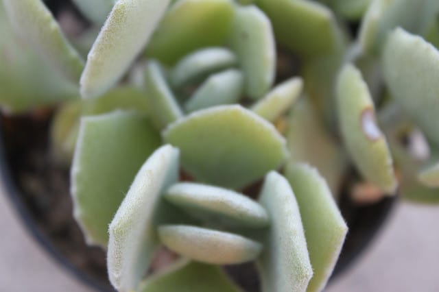 Kalanchoe millotii
