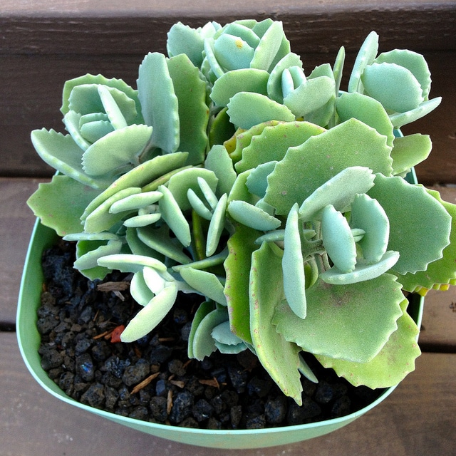 Kalanchoe millotii