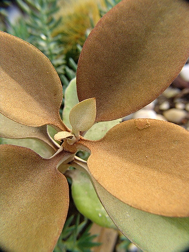 Kalanchoé à cuillères