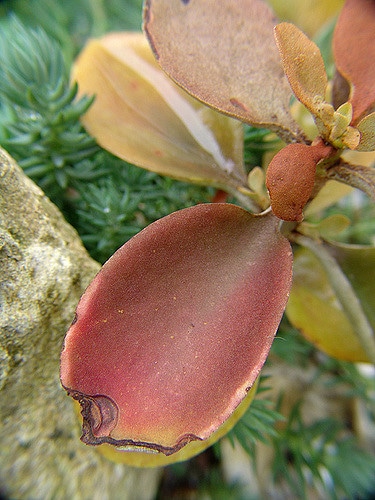 Kalanchoé à cuillères
