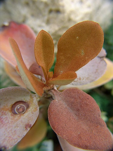 Kalanchoé à cuillères