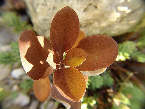 Kalanchoé à cuillères