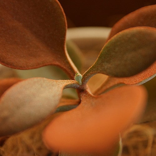 Kalanchoé à cuillères
