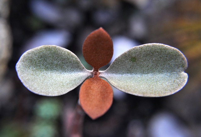 Kalanchoé à cuillères (Kalanchoe orgyalis)