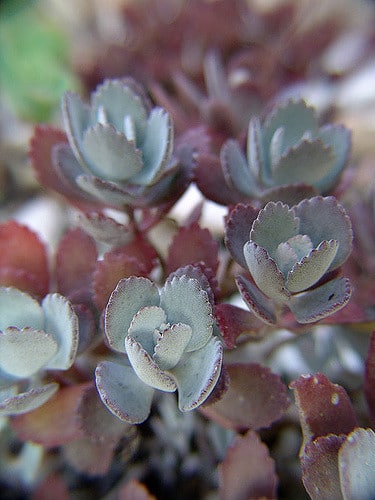 Kalanchoe pumila