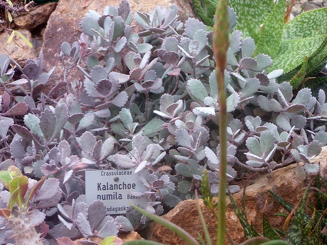 Kalanchoe pumila