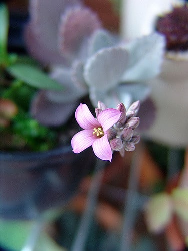 Kalanchoe pumila