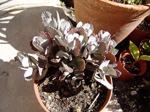Kalanchoe pumila