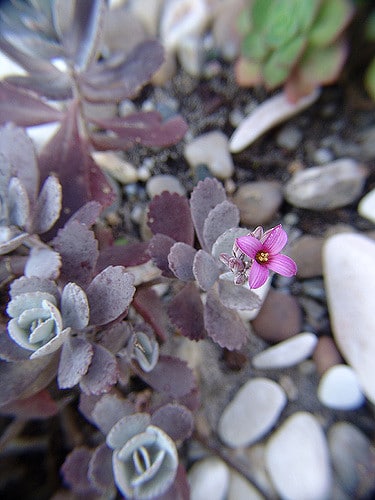 Kalanchoe pumila