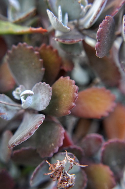 Kalanchoe pumila