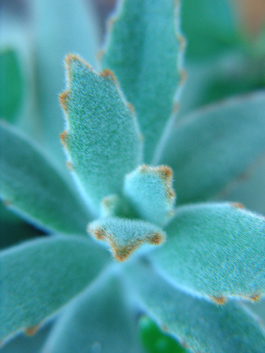 Kalanchoé tomenteux