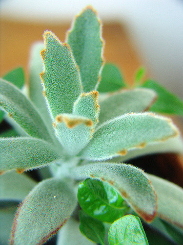 Kalanchoé tomenteux
