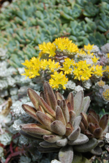 Kalanchoé tomenteux