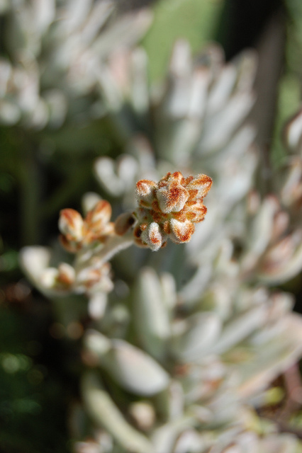 Kalanchoé tomenteux